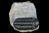 Austerops Trilobite - High Quality Specimen #174729-1